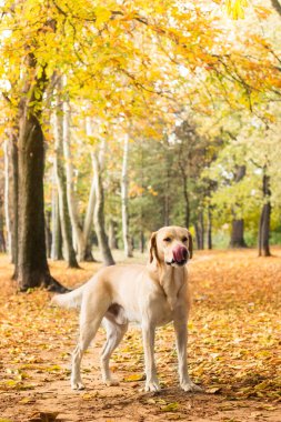 Labrador köpek portresi, bulanık arkaplan