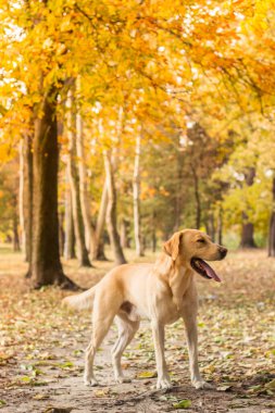 Labrador köpek portresi, bulanık arkaplan