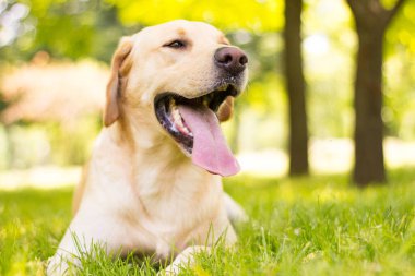 Parktaki güzel Labrador av köpeği, güneşli bir gün.