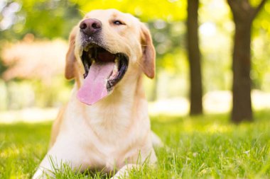 Parktaki güzel Labrador av köpeği, güneşli bir gün.