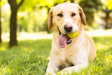 Parktaki güzel Labrador av köpeği, güneşli bir gün.