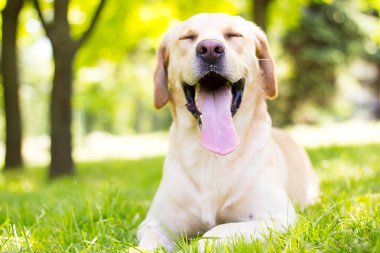Parktaki güzel Labrador av köpeği, güneşli bir gün.