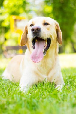 Parktaki güzel Labrador av köpeği, güneşli bir gün.