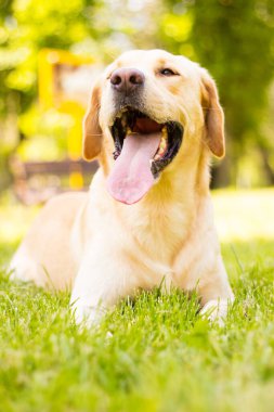 Parktaki güzel Labrador av köpeği, güneşli bir gün.