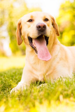 Parktaki güzel Labrador av köpeği, güneşli bir gün.