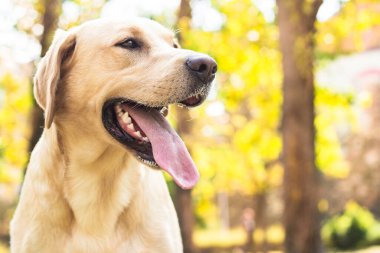 Parktaki güzel Labrador av köpeği, güneşli bir gün.