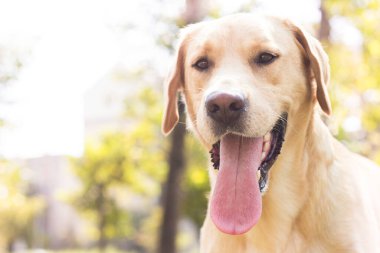Parktaki güzel Labrador av köpeği, güneşli bir gün.