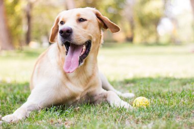 Parktaki güzel Labrador av köpeği, güneşli bir gün.