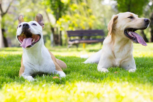 Springtime happy dog friends playing in the public park