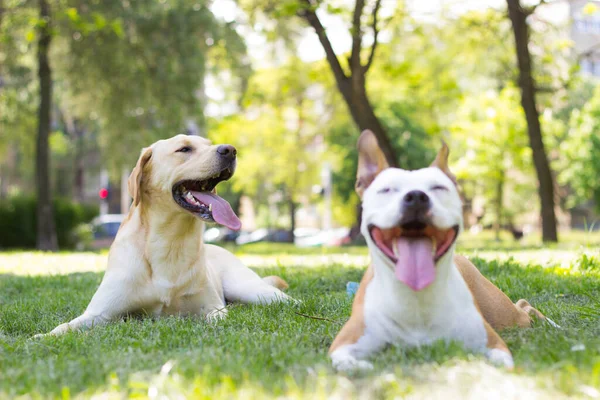 Jarní Šťastný Pes Přátelé Hrát Veřejném Parku — Stock fotografie