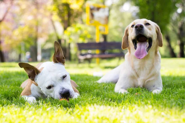 Jarní Šťastný Pes Přátelé Hrát Veřejném Parku — Stock fotografie
