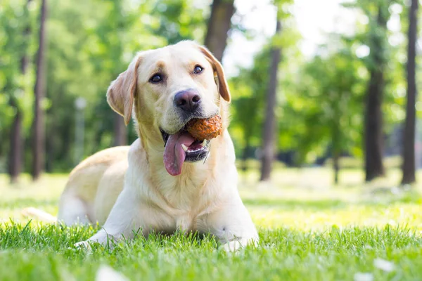Parkta gülümseyen labrador köpeği. 