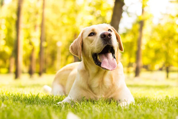 Anjing Labrador Tersenyum Taman Kota — Stok Foto