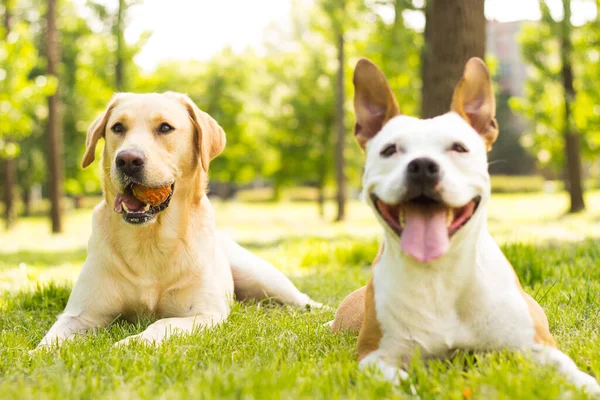 Happy Dog Friends Playing Park — Stock fotografie