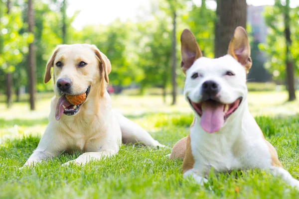 Happy Dog Friends Playing Park — Stock fotografie