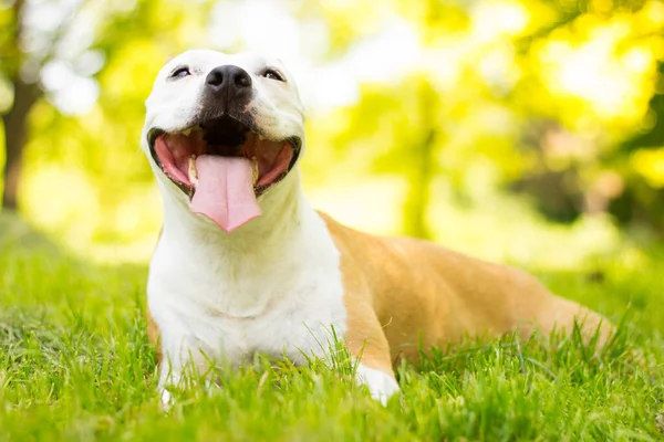 Uśmiechnięty Pies Cieszący Się Pięknym Słonecznym Dniem — Zdjęcie stockowe