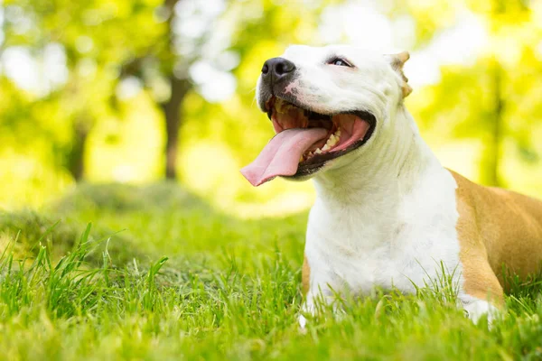 笑着的狗在美丽的阳光灿烂的日子里 — 图库照片