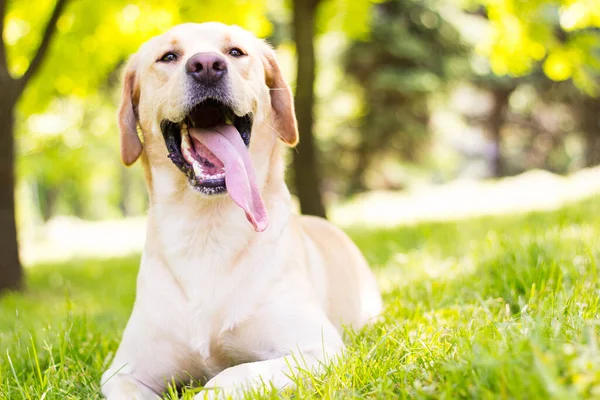 Piękny Pies Labrador Retriever Parku Słoneczny Dzień — Zdjęcie stockowe