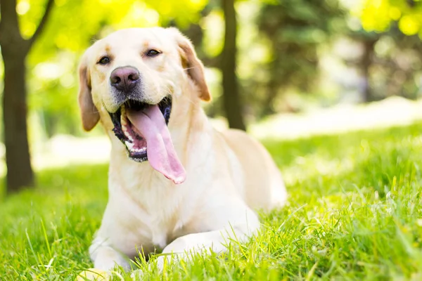 Όμορφη Λαμπραντόρ Retriever Σκυλί Στο Πάρκο Ηλιόλουστη Μέρα — Φωτογραφία Αρχείου