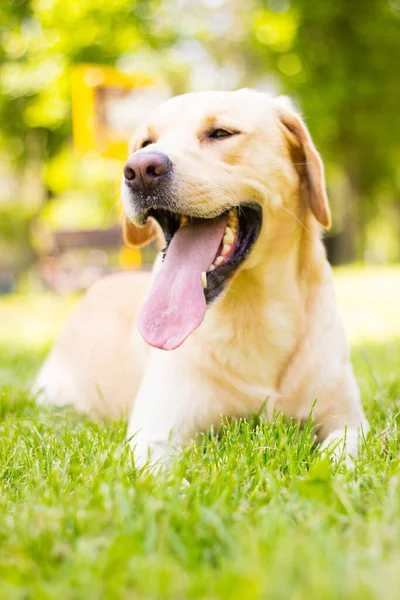 Piękny Pies Labrador Retriever Parku Słoneczny Dzień — Zdjęcie stockowe