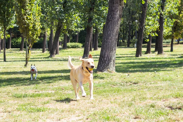 ラブラドールレトリバーとスタッフォードシャーのテリア犬 肖像画 晴れた日 公園で遊んでいる二人の幸せな犬の友人 — ストック写真