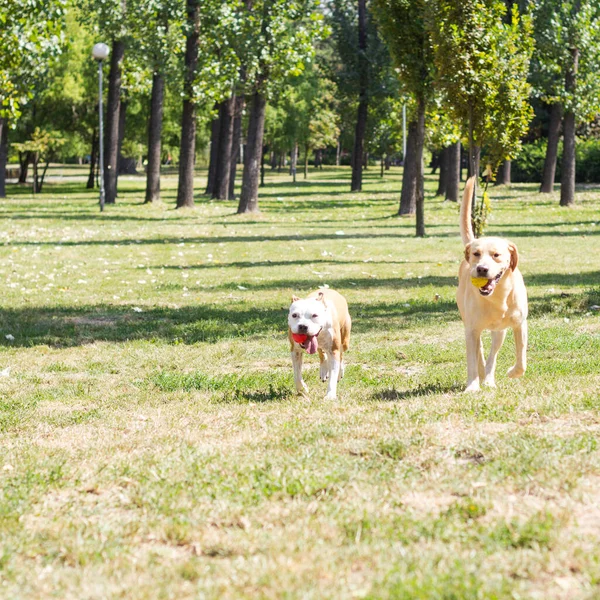 Labrador Retriever Staffordshire Terrier Cães Retrato Dia Ensolarado Dois Amigos — Fotografia de Stock