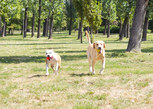 Labrador Retriever Staffordshire Terrier Perros Retrato Día Soleado Dos Amigos —  Fotos de Stock
