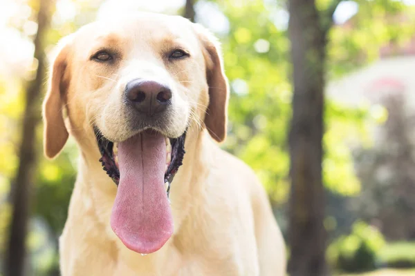 Красива Собака Лабрадор Парку Сонячний День — стокове фото