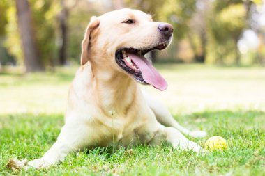 Parktaki güzel Labrador av köpeği, güneşli bir gün.