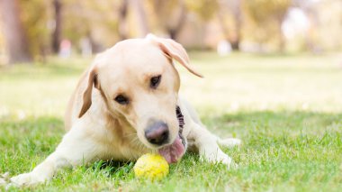 Parktaki güzel Labrador av köpeği, güneşli bir gün.