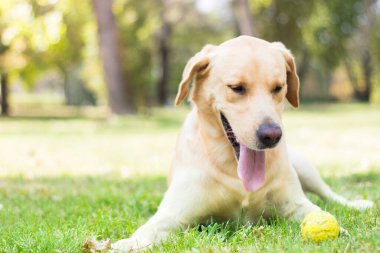 Parktaki güzel Labrador av köpeği, güneşli bir gün.