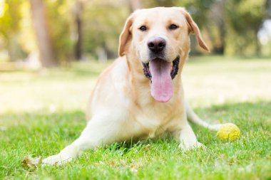 Parktaki güzel Labrador av köpeği, güneşli bir gün.