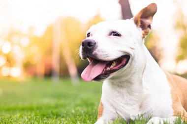 Dost canlısı köpek gülümsemesi, kameraya bakıyor. Halk parkında oynamak