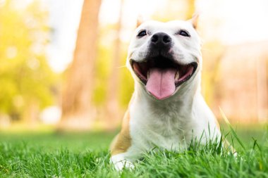 Gülümseyen köpek güzel güneşli günün tadını çıkarıyor.