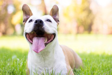 Dost canlısı köpek gülümsemesi, kameraya bakıyor. Halk parkında oynamak