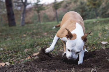 Köpek halka açık parkta bir çukur kazıyor. Oynuyor, sıkılıyor, meraklı köpek.
