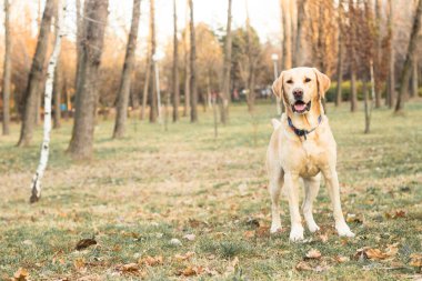 Gülümseyen labrador köpeği halka açık parkta oynuyor.