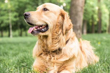güzel golden retriever portresi