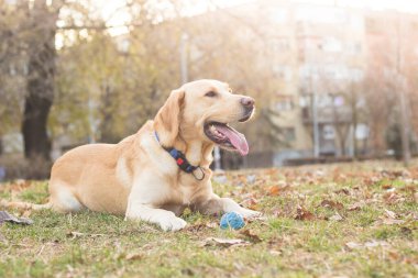 Gülümseyen labrador köpeği halka açık parkta oynuyor.