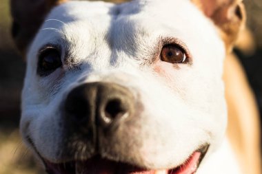 Dost canlısı köpek gülümsemesi, kameraya bakıyor. Halk parkında oynamak