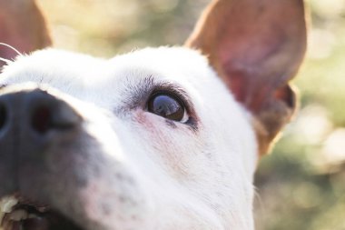 Dost canlısı köpek gülümsemesi, kameraya bakıyor. Halk parkında oynamak