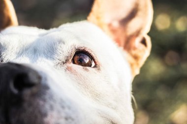Dost canlısı köpek gülümsemesi, kameraya bakıyor. Halk parkında oynamak