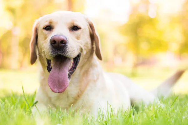 Indah Labrador Anjing Retriever Taman Hari Yang Cerah — Stok Foto