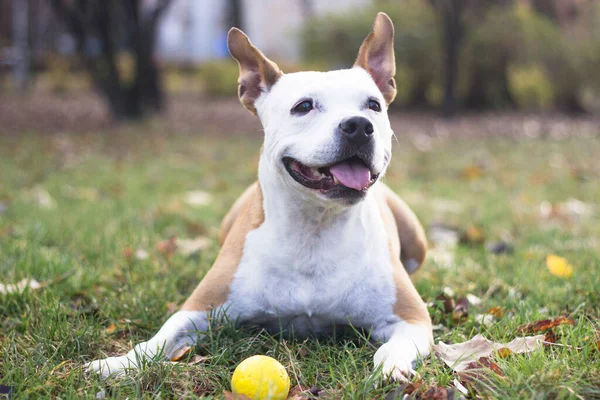 Freundliches Hundelächeln Die Kamera Blickend Spielen Öffentlichen Park — Stockfoto