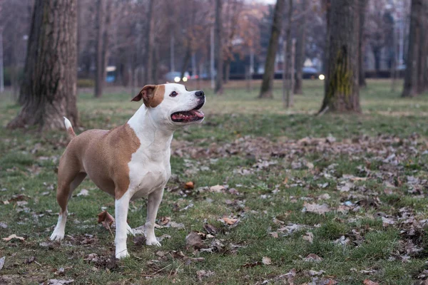 Счастливая Собака Траве Наслаждаясь Общественном Парке Открытом Воздухе — стоковое фото