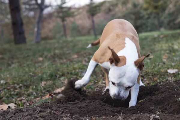 Dog dig a hole in the public park. Playing, bored, curiosity dog