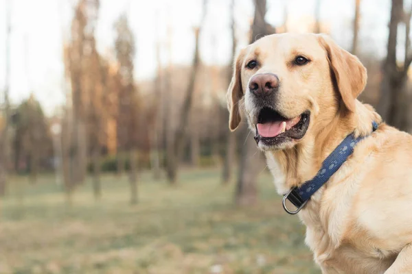 Uśmiechnięty Pies Labrador Bawiący Się Parku Publicznym — Zdjęcie stockowe