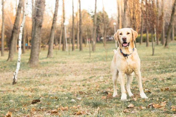 Sonriente Perro Labrador Jugando Parque Público —  Fotos de Stock