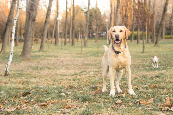 Sonriente Perro Labrador Jugando Parque Público — Foto de Stock