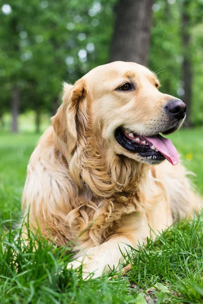 Portret Pięknej Golden Retriever — Zdjęcie stockowe